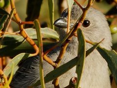 Pachycephala inornata