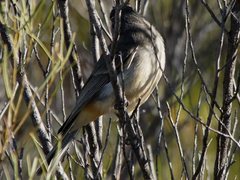 Pachycephala inornata