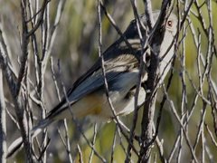 Pachycephala inornata