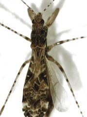 Empicoris seorsus