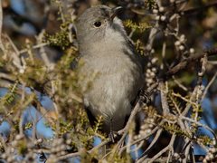 Pachycephala inornata