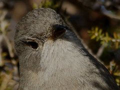 Pachycephala inornata