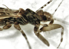 Empicoris seorsus
