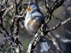 Pachycephala inornata