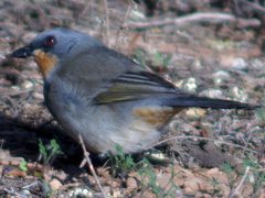 Pachycephala inornata