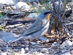 Pachycephala inornata
