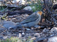 Pachycephala inornata