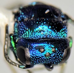 Pseudomalus purpuratus