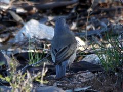Pachycephala inornata