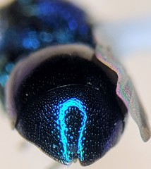 Pseudomalus purpuratus