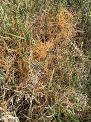 Cuscuta pacifica
