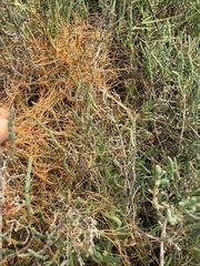 Cuscuta pacifica