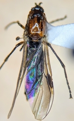 Dilophus strigilatus