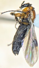 Dilophus strigilatus
