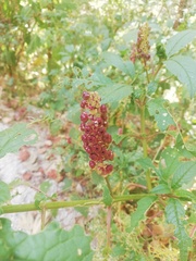 Phytolacca rugosa