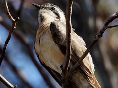 Chrysococcyx osculans