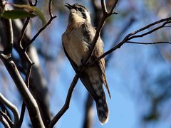 Chrysococcyx osculans