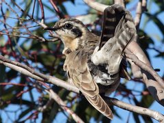 Chrysococcyx osculans