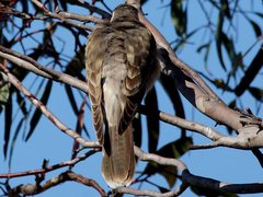 Chrysococcyx osculans