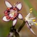 Short-leaved Early Nancy - Photo (c) Ellura Sanctuary, some rights reserved (CC BY-NC-ND), uploaded by Ellura Sanctuary