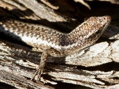 Cryptoblepharus pannosus