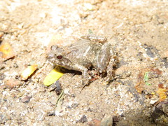 Phrynobatrachus acridoides