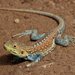 Painted Dragon - Photo (c) Ellura Sanctuary, some rights reserved (CC BY-NC-ND), uploaded by Ellura Sanctuary