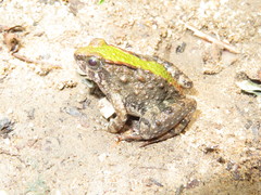 Phrynobatrachus acridoides