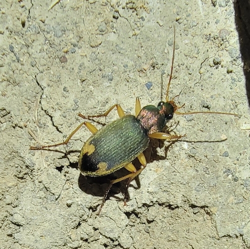 Chlaenius micans