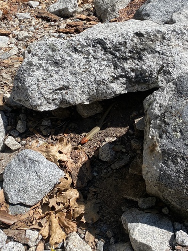 iNaturalist observation photo of Gilbert's Skink