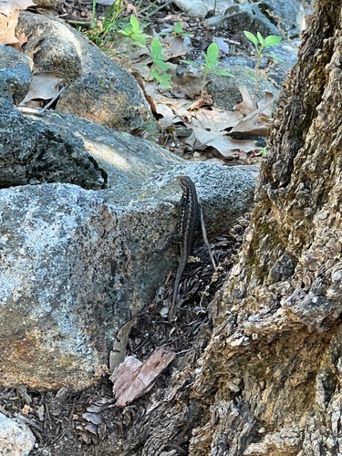iNaturalist observation photo of Common Sagebrush Lizard
