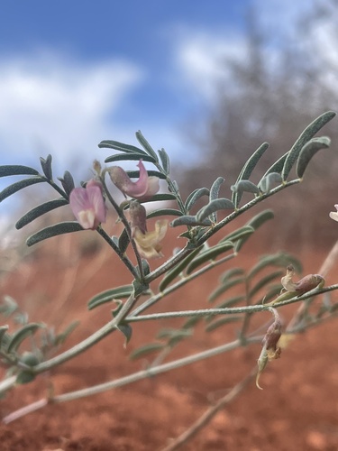 Cronquist's milkvetch (Astragalus cronquistii)