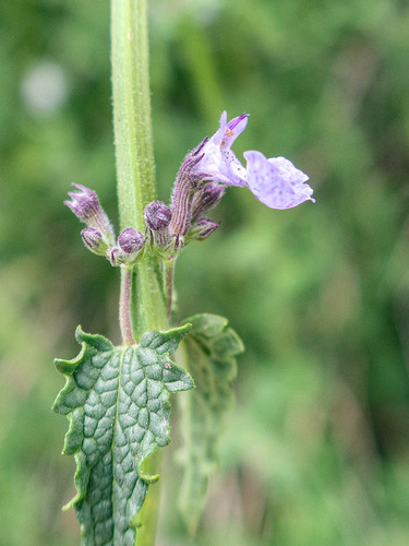 Nepeta agrestis