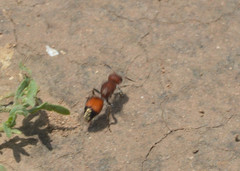 Dasymutilla creon
