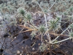 Eryngium castrense
