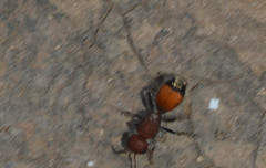 Dasymutilla creon