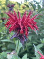 Indianernessel (Monarda didyma): Herkunft und Verwendung — Foto 2