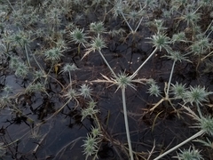 Eryngium castrense