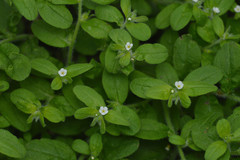 Lithospermum matamorense
