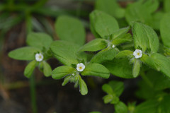 Lithospermum matamorense
