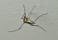 Psorophora longipalpus