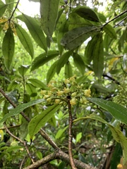 Pittosporum daphniphylloides