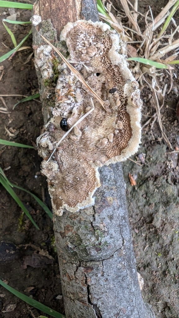 Trametes hirsuta · June 2024 · photo: © atsushi_nakajima_cirque (iNaturalist, cc-by)
