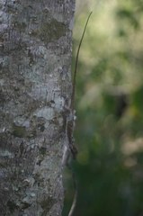 Anolis rodriguezii