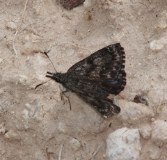 Hesperopsis alpheus