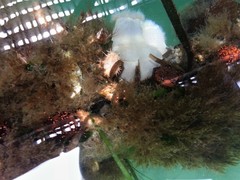 Eupentacta quinquesemita