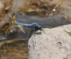 Erythemis collocata