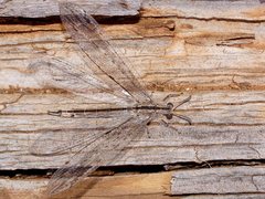Heoclisis fundata
