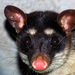 Anderson's Four-eyed Opossum - Photo (c) EyVer, some rights reserved (CC BY-NC-ND)