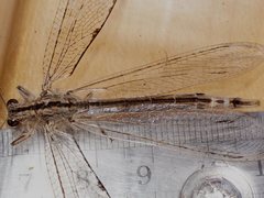 Heoclisis fundata